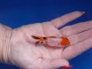 Aranyhal Goldfish