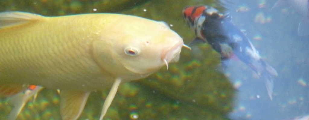 Koi Karasugoi
