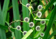 Ágas békabuzogány