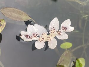 Kétsoros vízifüzér - Aponogeton Distachyos
