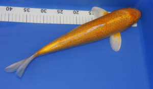 Koi import