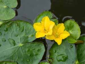 Tündérfátyol Nymphoides peltata