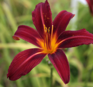 Sásliliom Hemerocallis Crimson Pirate