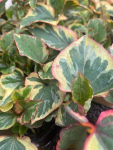 Kaméleonvirág – Houttuynia cordata