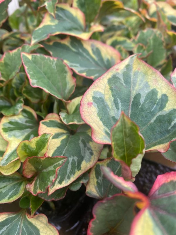 Kaméleonvirág – Houttuynia cordata
