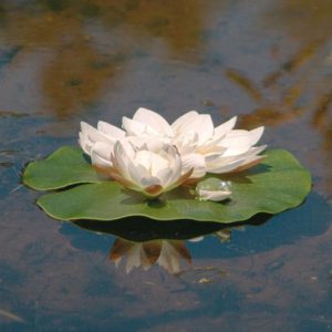 Műnövény kerti tóba tavirózsa fehér békával