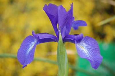 Japan nőszirom kék - Iris kaempfery variegata