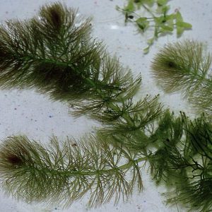 Érdes tócsagaz Ceratophyllum Submersum