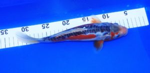 Koi Shusui