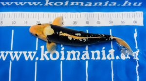 Fekete koi