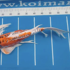 Koi select butterfly 45-50cm
