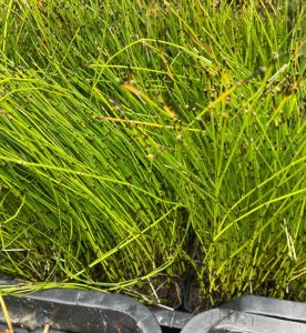 Japán zsurló - Equisetum Japonica
