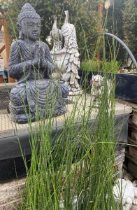Japán zsurló - Equisetum Japonica