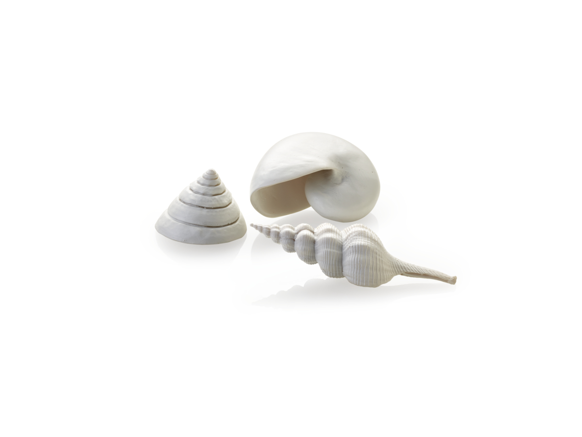 Akvárium dekoráció, tengeri kagyló, fehér Oase biOrb Sea shell set 3 white