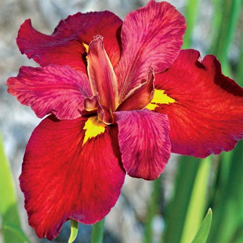 Mocsári nőszirom, Vörös írisz - Iris  Louisiana Red