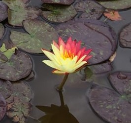Tavirózsa Kétszínű - Nymphaea Wanvisa
