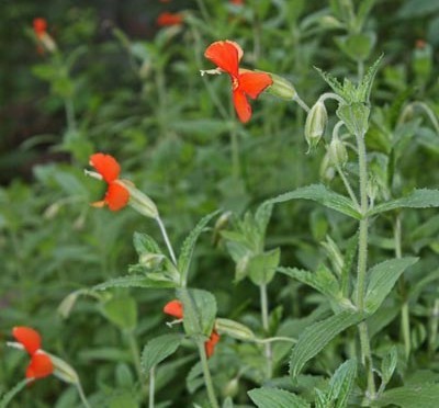 Piros bohócvirág - mimulus cardinalis