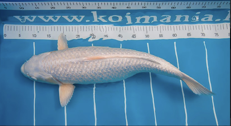 Japanese Matting High Quality Premium Jap Mat Koi Fish...