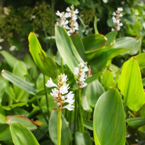 Fehér sellővirág - Pontederia Cordata Alba