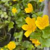 Mocsári gólyahír - Caltha Palustris
