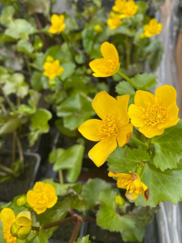 Mocsári gólyahír - Caltha Palustris