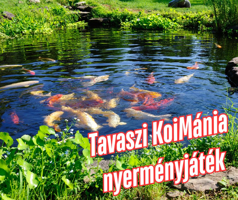 Tavaszi KoiMánia nyereményjáték